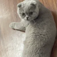 گربه اسکاتیش نر و ماده