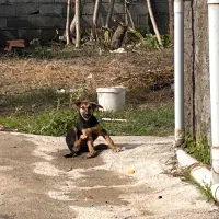 سگ ژرمن شیپر