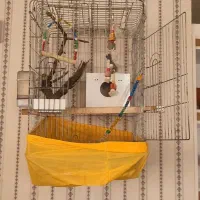 قفس کاسکو و طوطی