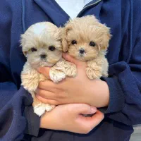 سگ پودل فنجونی نروماده2ماه 3900بی واسطه|سگ|تهران, تهرانسر مرکزی|دیوار