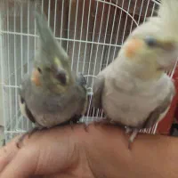 واگذار عروس هلندی|پرنده|مشگین شهر, |دیوار