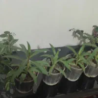 گل طبیعی|گل و گیاه طبیعی|کرمانشاه, |دیوار