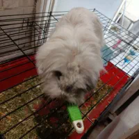 فروش خرگوش لوپ ماده با لوازم کامل|موش و خرگوش|تهران, دبستان|دیوار