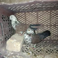 جفت سوسکی خرمایی عتیقه