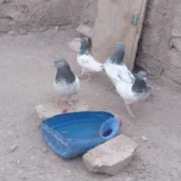 دوجفت کفتر خوب