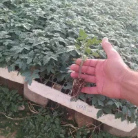 تولید نشا گوجه فرنگی و بادمجان