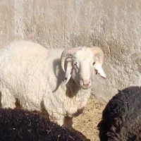 بره و قوچ و بره قوچی