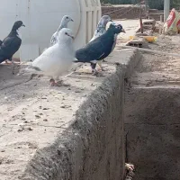 کبوتر فروشی پلنگ و زاغ ریش و بدرنگ شامی