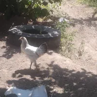 دو مرخ و خروس