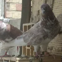 تعدادی کبوتر