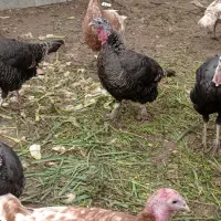 تخم بوقلمون بیوتی وی یک فرانسه برنز  نطفه دار