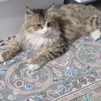 واگذاری گربه