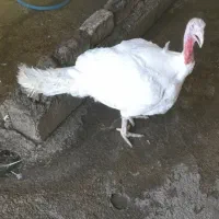 بوقلمون در جه یک و کاملا طبیعی رسیدکیلوی 290|حیوانات مزرعه|کوهدشت, |دیوار