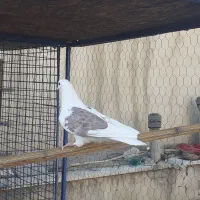 کبوترهای پرشی نر و ماده