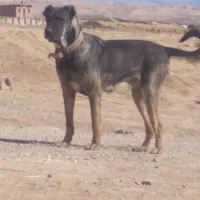 واگذاری گزل سگ ماده سرابی قد ۷۸ دوساله