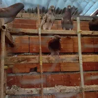 کبوتر تک پر پرشی|پرنده|بندر ترکمن, |دیوار