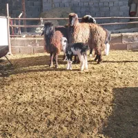 شیشک بره دار|حیوانات مزرعه|مرودشت, نقش رستم|دیوار