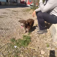 واگذاری سگ شیپیتزو|سگ|تبریز, |دیوار