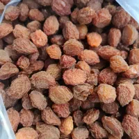 آلوجوشی