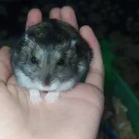 همستر نر|موش و خرگوش|گرگان, |دیوار