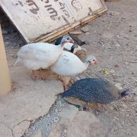 پرنده زینتی شهرستان رزن|پرنده|رزن, |دیوار