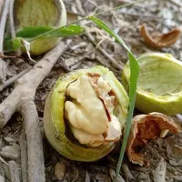 گردوی مغذ طلایی پوست کاغذی کهمان