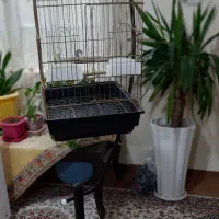 قفس سلطنتی|لوازم جانبی حیوانات|پاکدشت, پاکدشت (مامازند)|دیوار