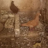 سرخ و زرد گرفتنی|پرنده|شوشتر, |دیوار