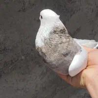 طوقی|پرنده|لردگان, |دیوار