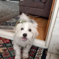 سگ زینتی ( فروشی)