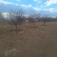 درخت نهال میوه کاملا رایگان