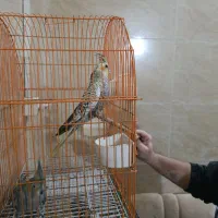 ی جوجه نر گلباقالی .با ی جفت  معاوضه با قناری نر|پرنده|رشت, پسیخان|دیوار