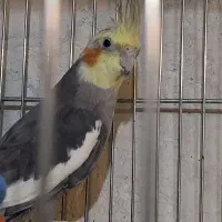 فروش عروس هلندی نر بالغ|پرنده|کاشان, فین بزرگ|دیوار