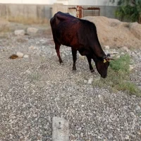 گاو  قربانی