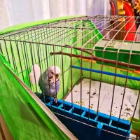 مرغ عشق برزیلی نر|پرنده|گلستان (تهران), |دیوار