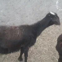 میش بره دار