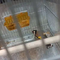 سهره حلب بخون