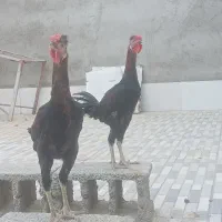 دو عدد خروس