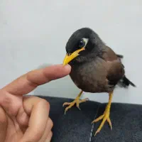جوجه مینا کاملا دستی آروم