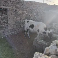 گاو دوغلوزا|حیوانات مزرعه|قهستان, |دیوار