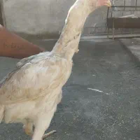 فروش مرغ نجات دار و زات خوب|حیوانات مزرعه|چاه ورز, |دیوار