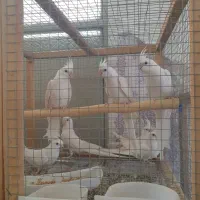 قفس بزرگ پرندگان|لوازم جانبی حیوانات|ساری, |دیوار