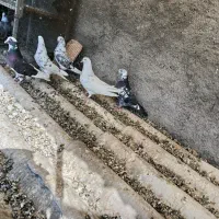 5عدد کفتر یجایی