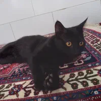 گربه|گربه|اقلید, |دیوار
