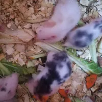 همسترهای قشنگ و بازیگوش جفتش 180|موش و خرگوش|بندر ماهشهر, |دیوار