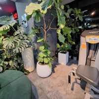 گیاهپزشکی نگهداری گل و گیاه آپارتمانی فضای سبز