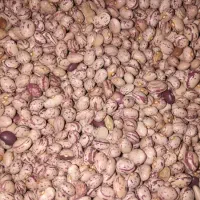 لوبیای درجه یک خمین فروش عمده ای قیمت استثنایی