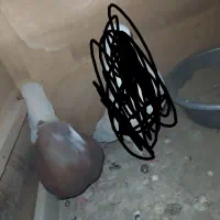 کبوتر گمشده