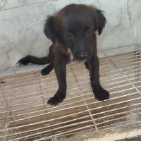 اشپیتز ماده