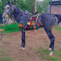 فروش اسب نیله کرد|اسب و تجهیزات اسب‌سواری|بابل, |دیوار